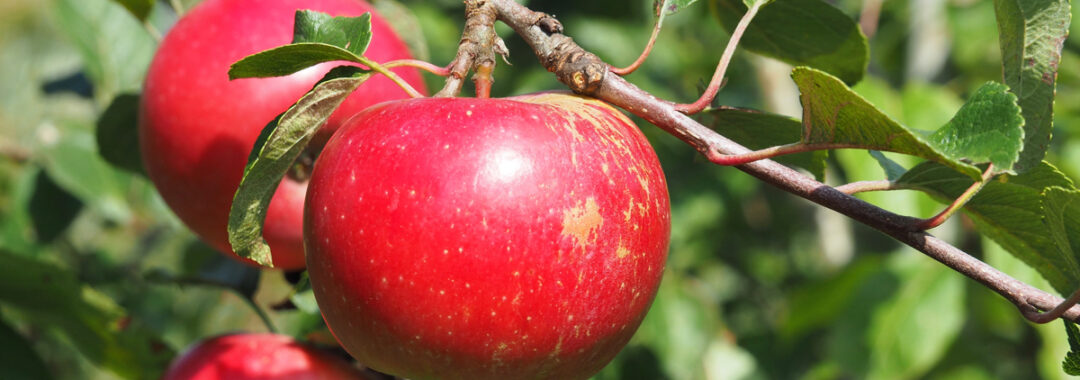 økologiske æbler æbleplantage tolykkegård